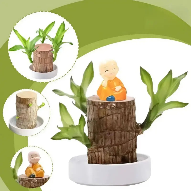 Lucky Brazilian Wood Plant