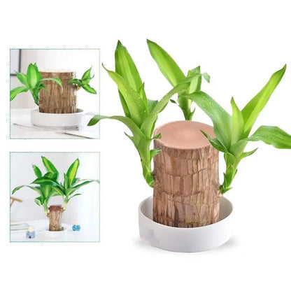 Lucky Brazilian Wood Plant